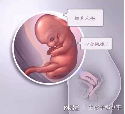 女同伴侣借卵代怀生殖中心